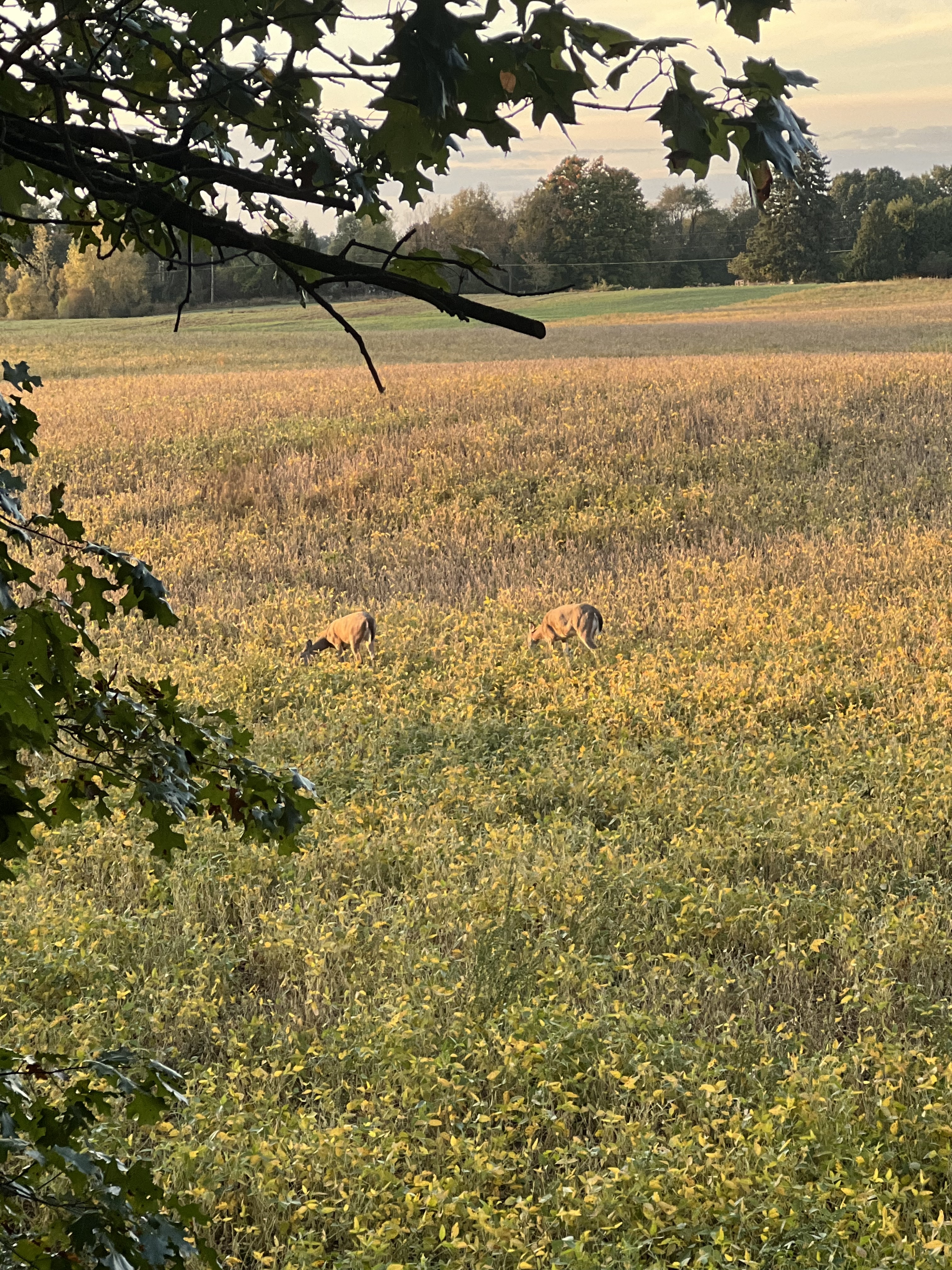 Bow hunting practice